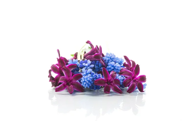 Mignon Printemps Petites Fleurs Colorées Isolées Sur Fond Blanc — Photo