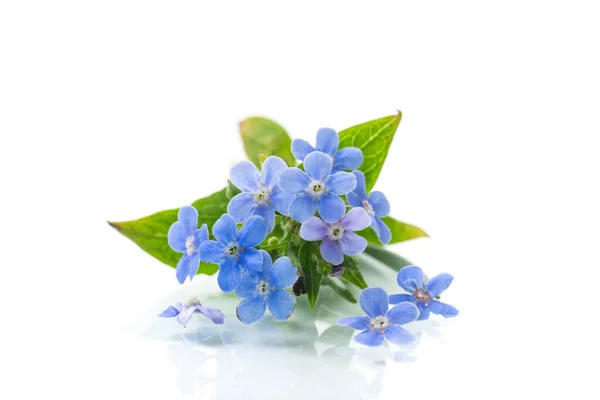 Μικρά Μπλε Λουλούδια Που Δεν Ξεχνούν Και Απομονώνονται Λευκό Φόντο — Φωτογραφία Αρχείου