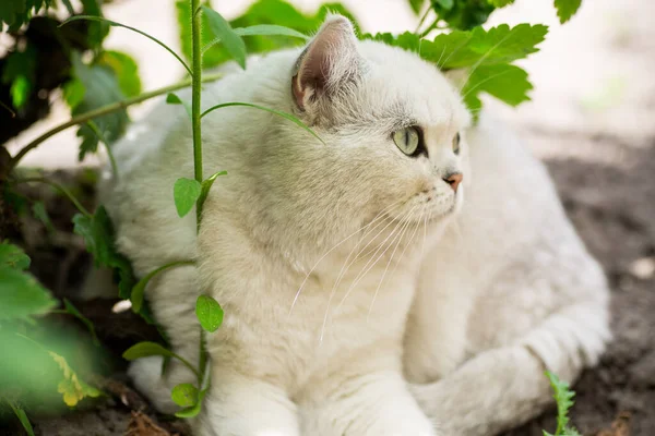 Eine Erwachsene Katze Der Rasse Scottish Chinchilla Von Hellgrauer Farbe — Stockfoto