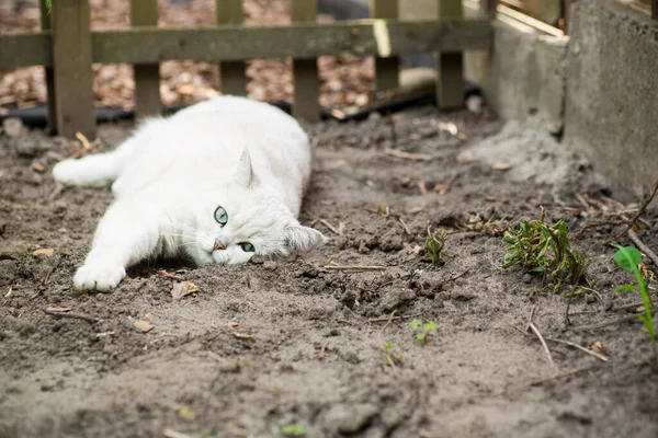 繁殖の大人の猫薄緑色のスコットランドのチンチラが屋外を歩く — ストック写真