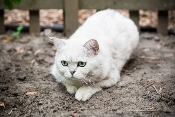 Adult Cat Breed Scottish Chinchilla Light Gray Color Walks Outdoors — Stock Photo, Image