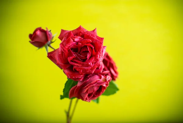 Kwiaty Pięknej Kwitnącej Czerwonej Róży Odizolowane Zielonym Tle — Zdjęcie stockowe