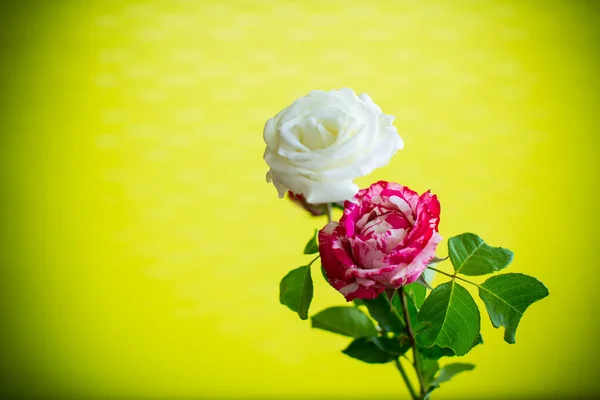 Bouquet Fleurs Roses Blanches Rouges Isolées Sur Fond Vert — Photo