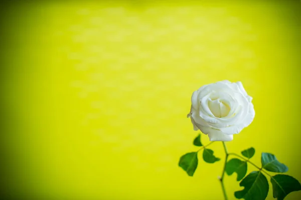 Mooie Bloeiende Witte Roos Bloem Geïsoleerd Groene Achtergrond — Stockfoto