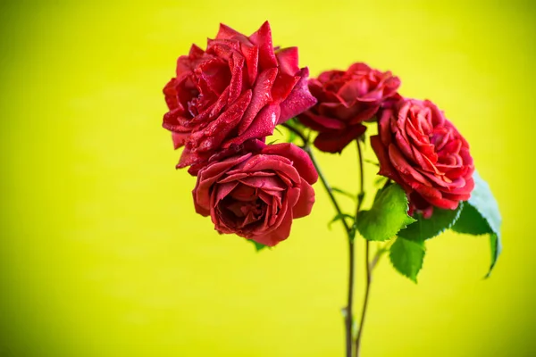 Λουλούδια Του Όμορφου Άνθηση Κόκκινο Τριαντάφυλλο Απομονώνονται Πράσινο Φόντο — Φωτογραφία Αρχείου