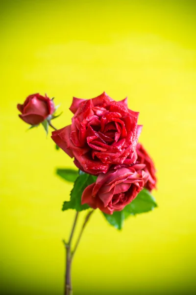 緑の背景に孤立した美しい花を咲かせる赤いバラ — ストック写真
