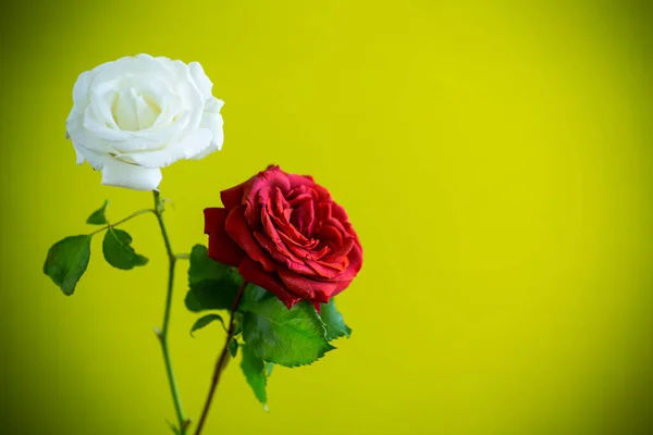 Όμορφα Ανθισμένα Κόκκινα Και Λευκά Τριαντάφυλλα Που Απομονώνονται Πράσινο Φόντο — Φωτογραφία Αρχείου
