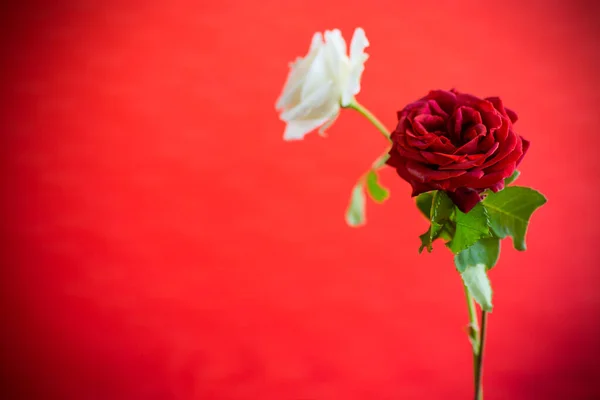 Flores Una Hermosa Rosa Roja Blanca Flor Aislada Sobre Fondo — Foto de Stock