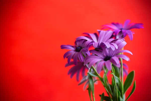 赤の背景に隔離された美しい白と紫のOsteospermum花 — ストック写真