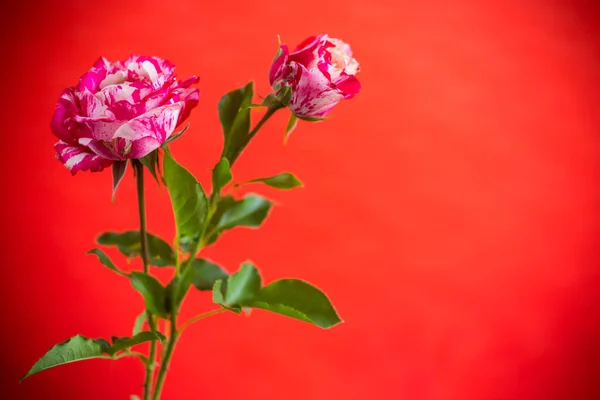 Kırmızı Arka Planda Güzel Açan Kırmızı Beyaz Gül Çiçekleri — Stok fotoğraf