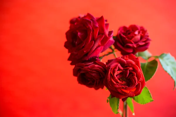 Λουλούδια Του Όμορφου Ανθισμένου Κόκκινου Τριαντάφυλλου Απομονωμένα Κόκκινο Φόντο — Φωτογραφία Αρχείου