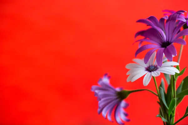 美丽的白色和紫色的雌蕊花 隔离在红色的背景 — 图库照片