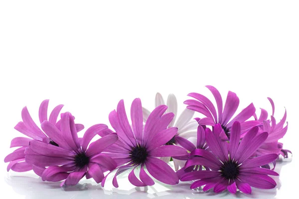 Hermosas Flores Osteospermum Blancas Púrpuras Aisladas Sobre Fondo Blanco — Foto de Stock