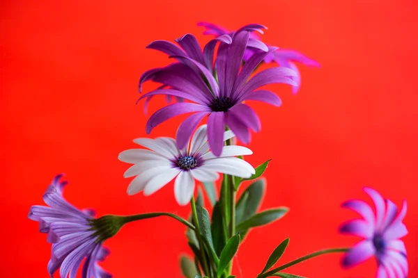 Vackra Vita Och Lila Osteospermum Blommor Isolerade Röd Bakgrund — Stockfoto