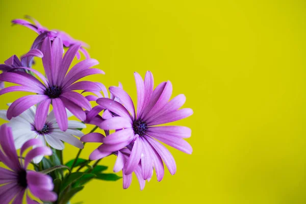 Красиві Біло Фіолетові Квіти Остеоспермамум Ізольовані Зеленому Фоні — стокове фото