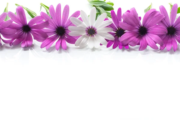 Hermosas Flores Osteospermum Blancas Púrpuras Aisladas Sobre Fondo Blanco —  Fotos de Stock
