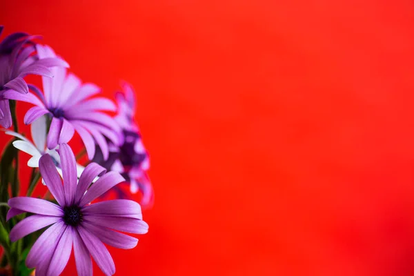 Красиві Біло Фіолетові Квіти Остеоспермамум Ізольовані Червоному Тлі — стокове фото