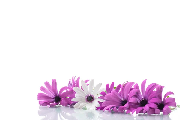 Hermosas Flores Osteospermum Blancas Púrpuras Aisladas Sobre Fondo Blanco — Foto de Stock