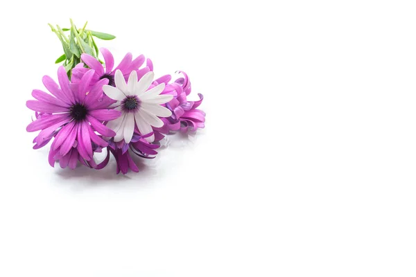 Belles Fleurs Osteospermum Blanches Violettes Isolées Sur Fond Blanc — Photo