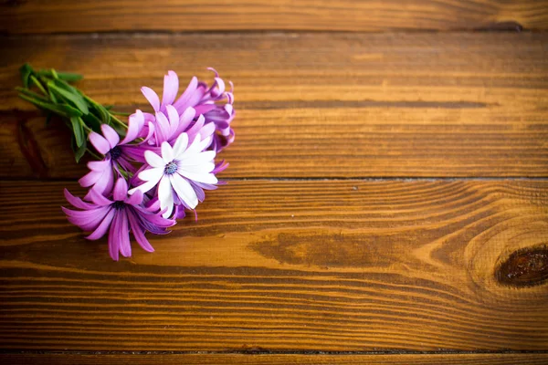 木製の背景に美しい白と紫のOsteospermum花 — ストック写真