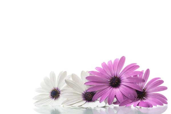 美丽的白色和紫色的雌蕊花 被白色的背景隔离 — 图库照片