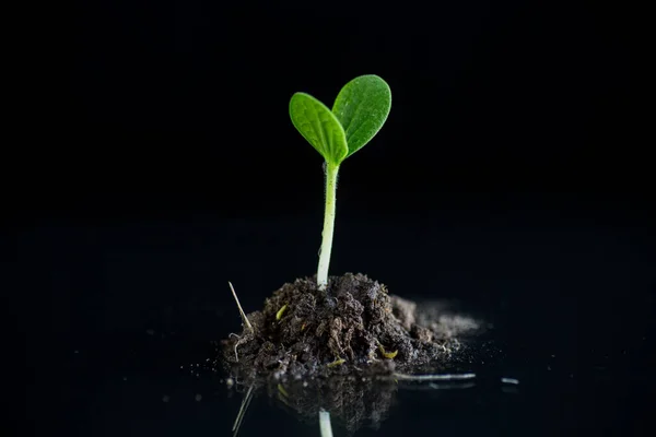 Topraktan Büyüyen Yeşil Filizler Siyah Arkaplanda Izole Edilmiş — Stok fotoğraf