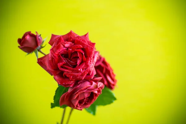 Fleurs Belle Fleur Rose Rouge Isolé Sur Fond Vert — Photo