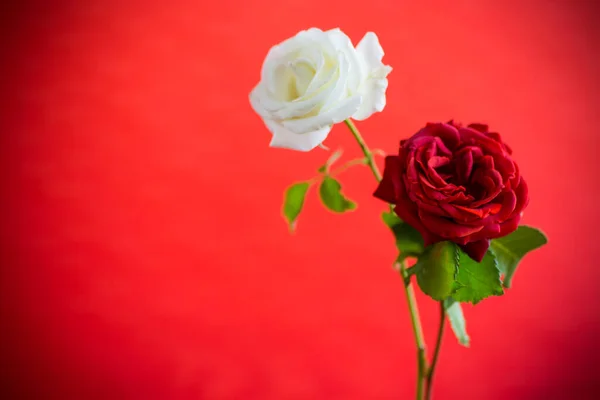 Цветы Красивой Цветущей Красной Белой Розы Изолированы Красном Фоне — стоковое фото