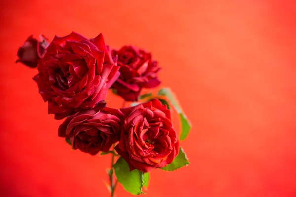 Flowers Beautiful Blooming Red Rose Isolated Red Background — Stock Photo, Image