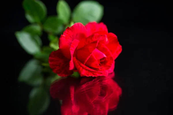 Virágok Gyönyörű Virágzó Vörös Rózsa Elszigetelt Fekete Háttér — Stock Fotó