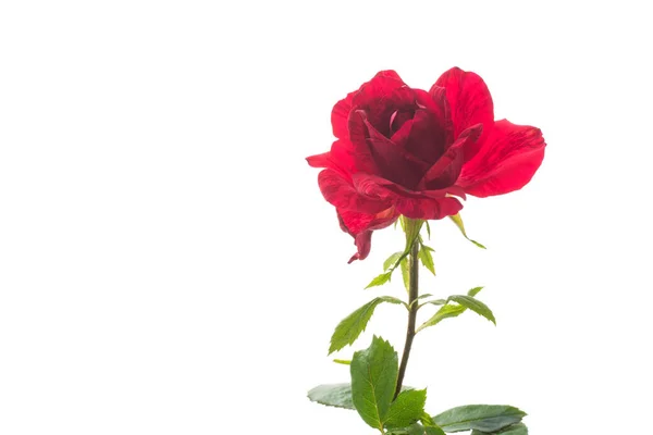 Bloemen Van Mooie Bloeiende Rode Roos Geïsoleerd Witte Achtergrond — Stockfoto