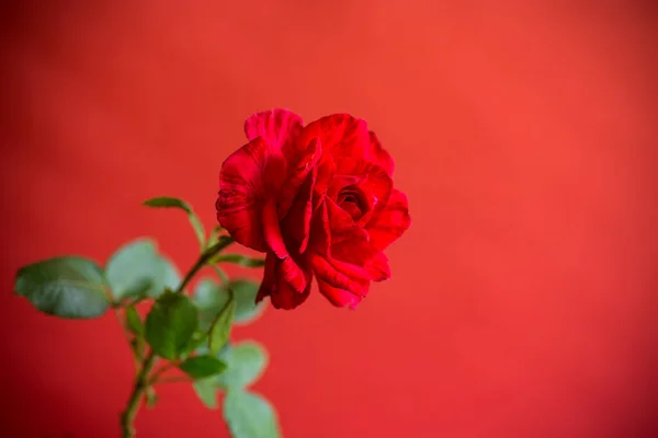 红色背景下的一朵美丽的绽放的红玫瑰 — 图库照片