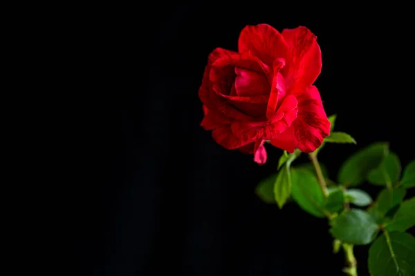 Bloemen Van Mooie Bloeiende Rode Roos Geïsoleerd Zwarte Achtergrond — Stockfoto