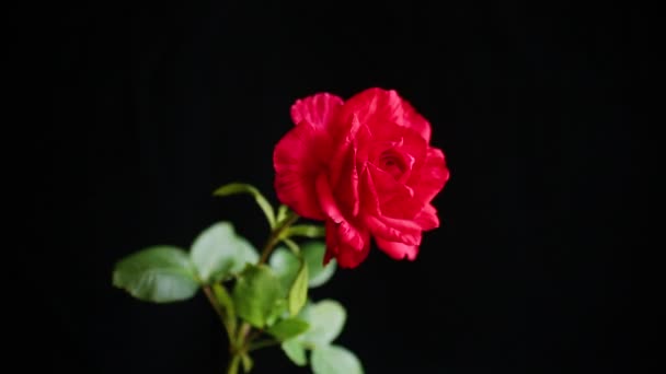 Kwiaty Pięknej Kwitnącej Czerwonej Róży Odizolowane Czarnym Tle — Wideo stockowe