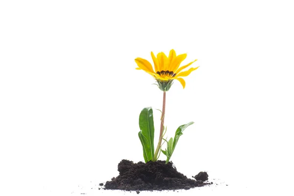 Flor Florescendo Amarelo Cresce Chão Isolado Fundo Branco — Fotografia de Stock