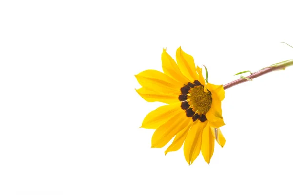 Krásné Žluté Gazania Květiny Izolované Bílém Pozadí — Stock fotografie