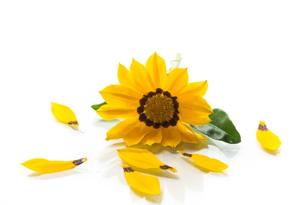 Lindas Flores Amarelas Gazânia Isoladas Fundo Branco — Fotografia de Stock