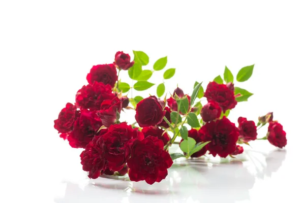 Csokor Vörös Kis Rózsa Elszigetelt Fehér Alapon — Stock Fotó