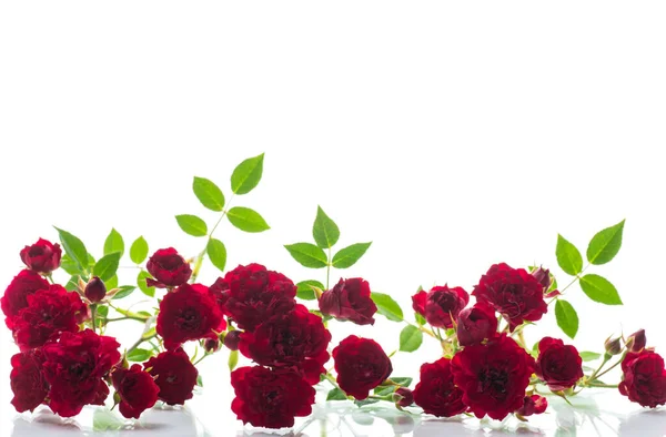 白い背景に孤立した赤い小さなバラの花束 — ストック写真