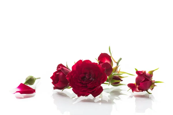 Μπουκέτο Από Κόκκινα Μικρά Τριαντάφυλλα Απομονωμένα Λευκό Φόντο — Φωτογραφία Αρχείου