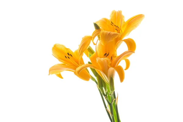 Strauß Schöner Gelber Lilien Isoliert Auf Weißem Hintergrund — Stockfoto
