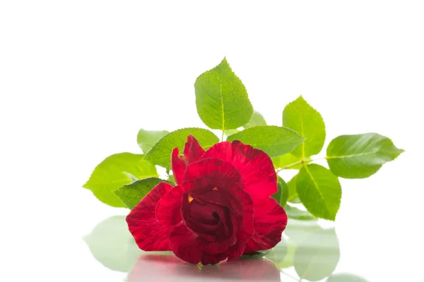 Ένα Κλαδί Κόκκινου Τριαντάφυλλου Που Ανθίζει Απομονωμένο Λευκό Φόντο — Φωτογραφία Αρχείου