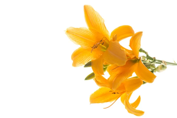 Bouquet Beautiful Yellow Lilies Isolated White Background — Stock Photo, Image