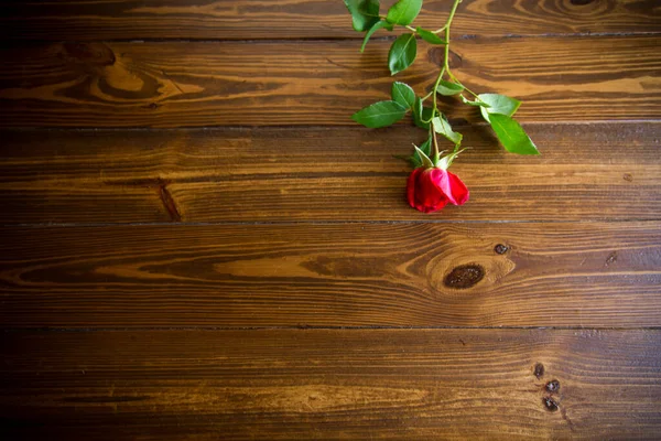 Una Bella Rosa Rossa Fiorente Tavolo Legno Scuro — Foto Stock