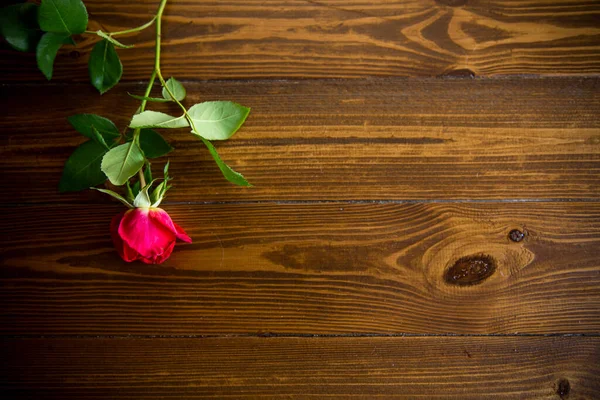 Jedna Červená Krásná Kvetoucí Růže Tmavém Dřevěném Stole — Stock fotografie