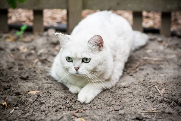 Adult Cat Breed Scottish Chinchilla Light Gray Color Walks Outdoors — Stock Photo, Image