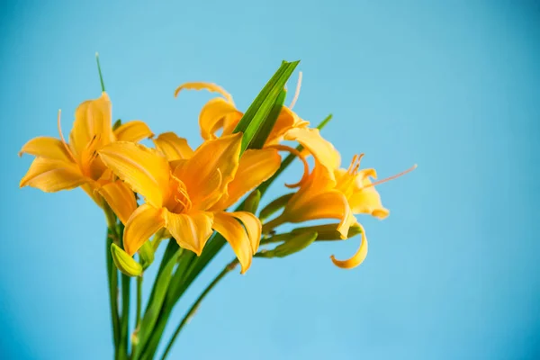 Kytice Krásné Žluté Lilie Izolované Modrém Pozadí — Stock fotografie