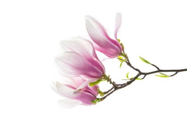 开着粉红色的木兰花 在白色的背景上被隔离 — 图库照片