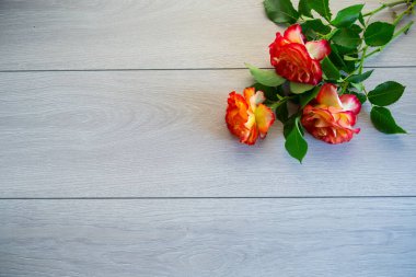 açık gri ahşap bir masada açan kırmızı güzel gül.