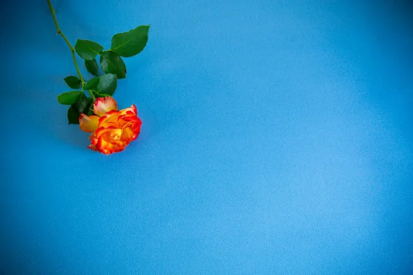 Czerwona Piękna Kwitnąca Róża Odizolowana Niebieskim Tle — Zdjęcie stockowe